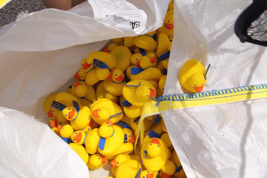 5.000 Enten liefern sich Wettrennen auf dem Neckar