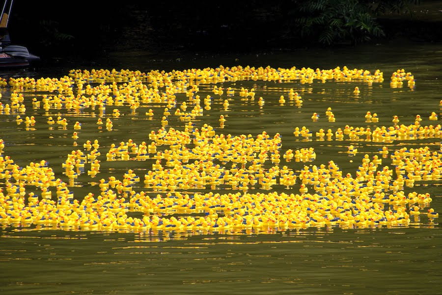 5.000 Enten liefern sich Wettrennen auf dem Neckar