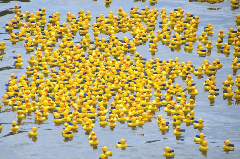 5.000 Enten liefern sich Wettrennen auf dem Neckar