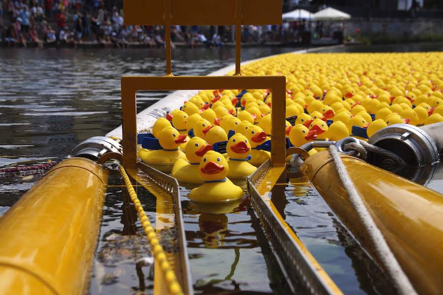 5.000 Enten liefern sich Wettrennen auf dem Neckar